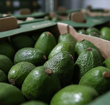 Alanya'da avokado üretimi 80 milyon adede ulaştı