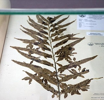 Erzincan'daki "herbaryum" 20 bin bitki örneğiyle araştırmacılara rehber oluyor