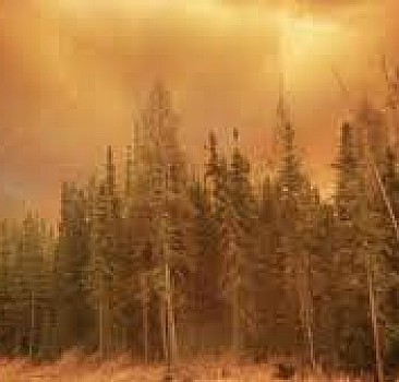 Kanada'da orman yangınları nedeniyle olağanüstü hal ilan edildi