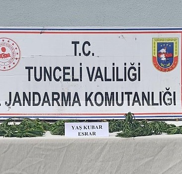 Tunceli'de bir kişi evinde esrar yetiştirdiği iddiasıyla gözaltına alındı