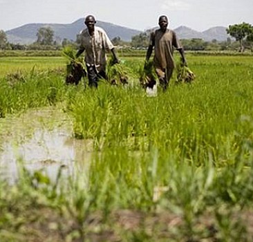 Türkiye Afrika'yı tarım üssü yapıyor