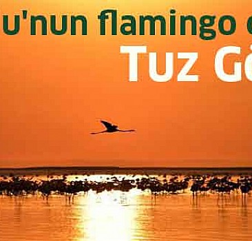 Anadolu'nun flamingo cenneti Tuz Gölü