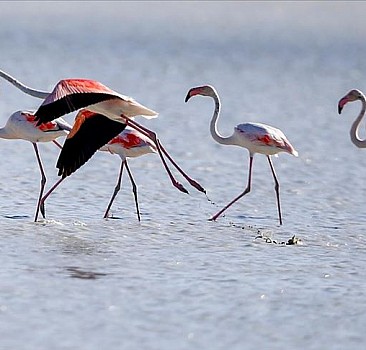 Flamingoların Yarışlı Gölü'ndeki görsel şöleni ilgi çekiyor