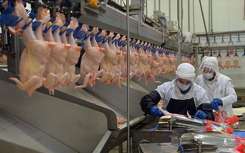 Tavuk eti üretimi şubatta yıllık bazda yüzde 2,1 azaldı