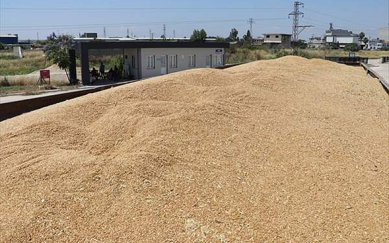 Buğday ve arpa fiyatları çiftçilerin beklentisini karşıladı