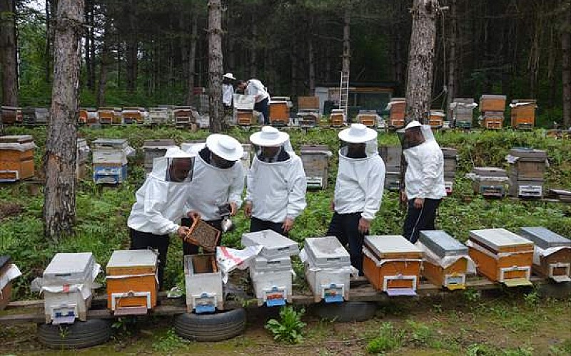 Sakarya'da arıcılar bal üretimi için yaylada mesai yapıyor