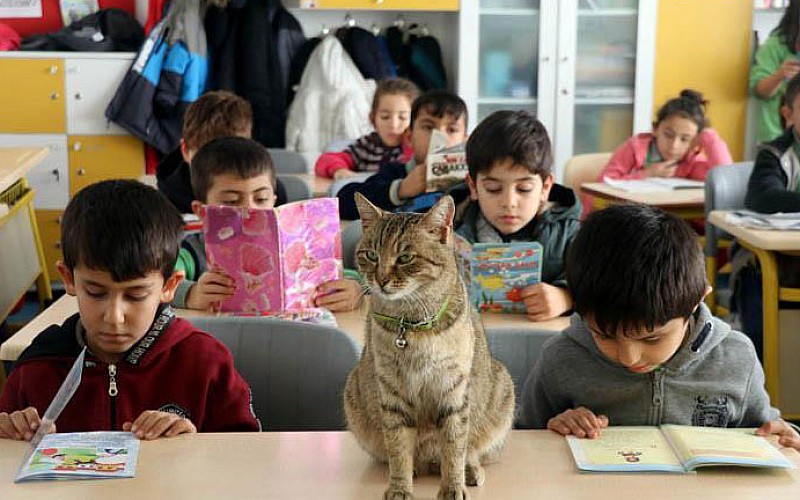 Kedi 'Tarçın' 257'nci öğrenci oldu