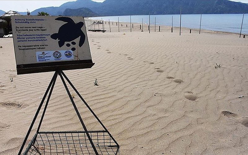 İztuzu Plajı'nda caretta caretta yuvası sayısı 661'e ulaştı