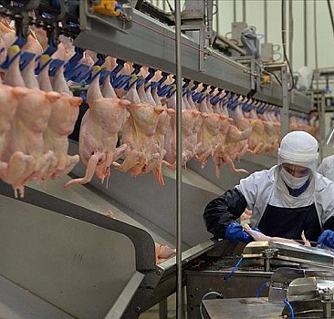 Tavuk eti üretimi şubatta yıllık bazda yüzde 2,1 azaldı