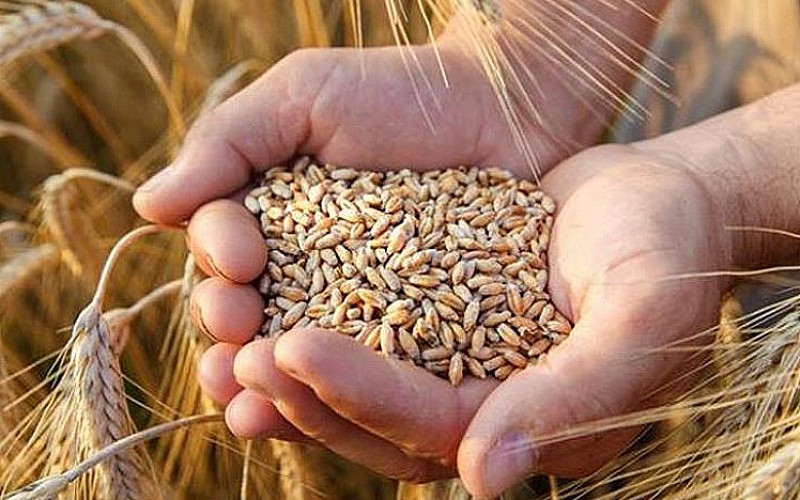Lübnan, Mısır ve Libya'da buğday krizi endişesi yaşanıyor