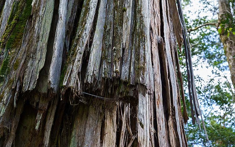 Arjantin'in 2 bin 600 yaşından büyük ağacı çağlara meydan okuyor