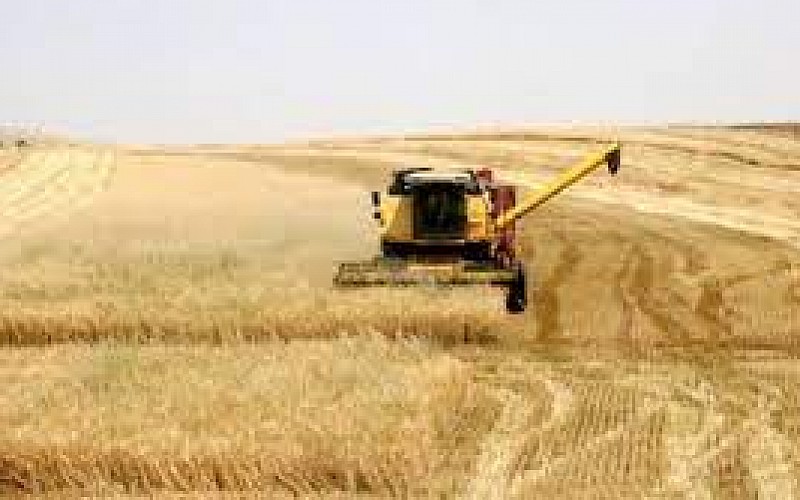 Buğdayda bu yıl 17,5 milyon ton rekolte bekleniyor