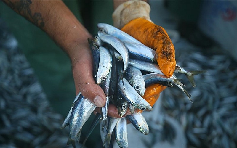 Marmara Denizi'nde hamsi, istavrit ve sardalya için dökme avcılık yasaklandı
