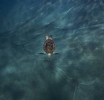 Tatlısu kaplumbağaları ay ışığından faydalanıyor - araştırma