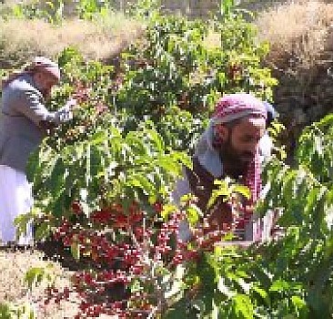 Kahvenin diyarı Yemen'de eski günlere dönüş çabası