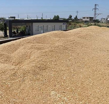 Buğday ve arpa fiyatları çiftçilerin beklentisini karşıladı