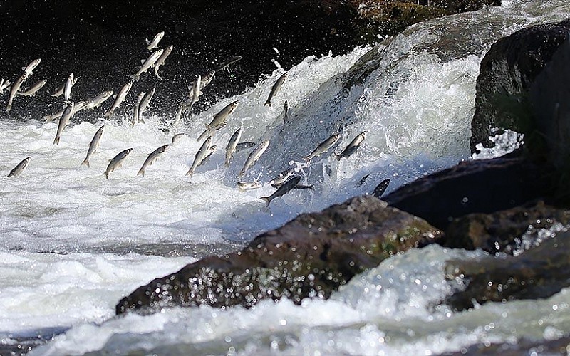 Van'da oksijensiz kalan inci kefallerine barajdan 'can suyu' takviyesi