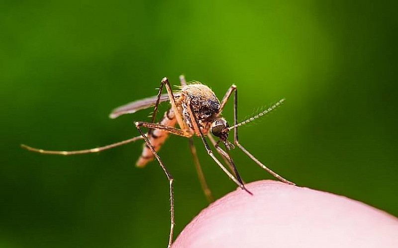 Bilim insanlarının keşfetti: Sivrisineğin koklama duyusuyla...
