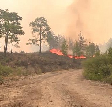 Manavgat'taki orman yangınına havadan ve karadan müdahale ediliyor
