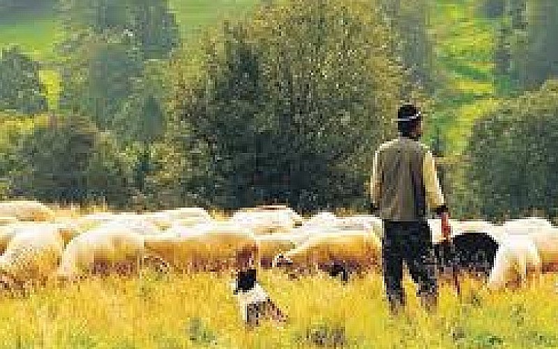 Ceylanpınar Tarım İşletmesi Müdürlüğü çobanlık hizmeti alacak