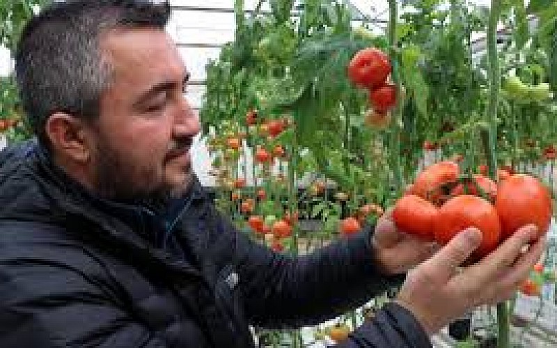 Çiftçiler Simav Eynal domatesiyle Avrupa pazarını hedefliyor