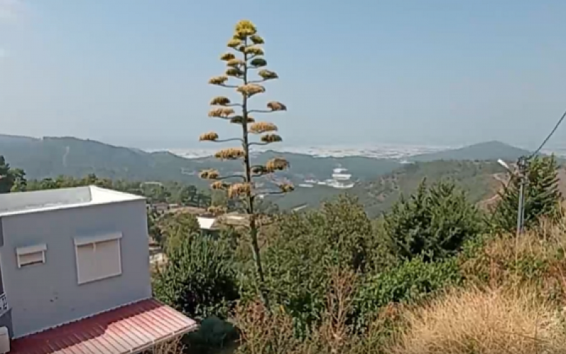 Antalya'da dünya mirası bitki 30 yıl sonra çiçek açtı