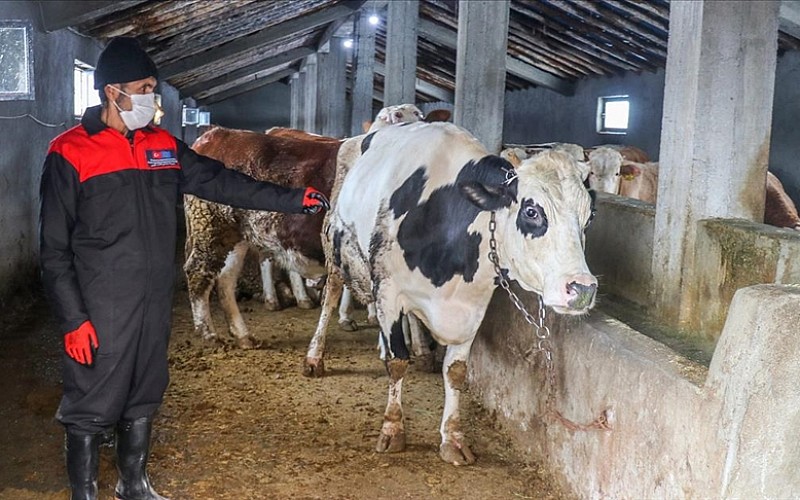 Sığınmacılar Van'da tarım ve hayvancılığı öğreniyor