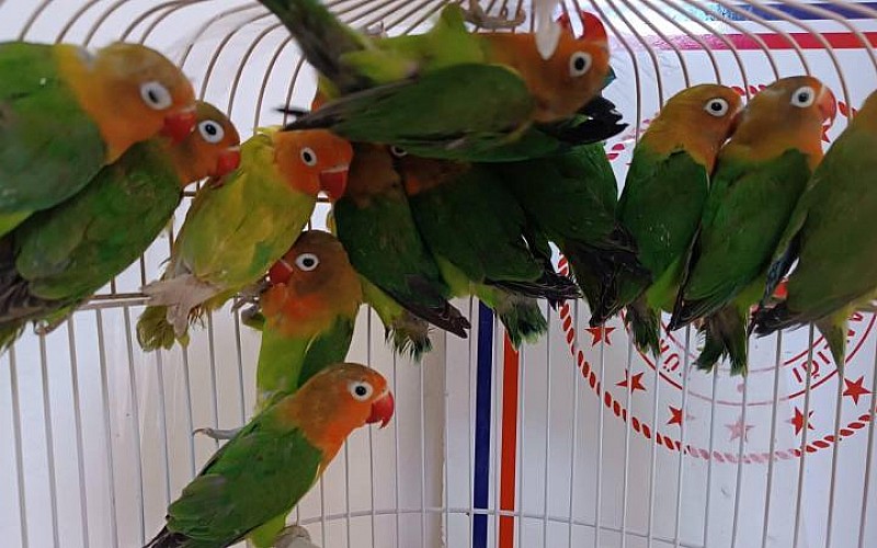 Papağan ticaretine 112 bin lira ceza