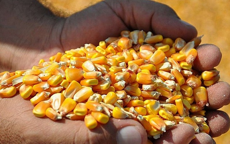 TİGEM'den dane mısır satışı