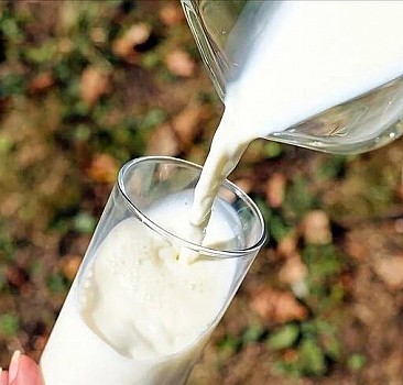 Dünya genelinde 928 milyon ton süt üretiliyor