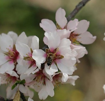 Adıyaman'da Nemrut Badem Çiçeği Festivali düzenlendi