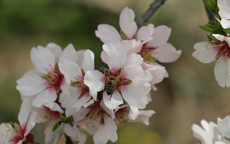 Adıyaman'da Nemrut Badem Çiçeği Festivali düzenlendi