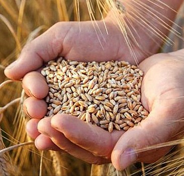 Buğday ve arpa alım fiyatları Güneydoğulu üreticileri memnun etti