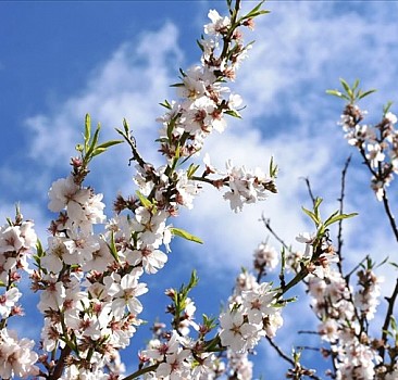 Akdamar Adası badem ağaçlarının çiçek açmasıyla baharın renklerine büründü