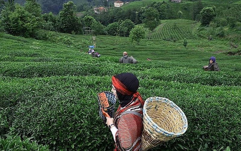 Rize'nin 5 aylık çay ihracatı 7,4 milyon doları aştı