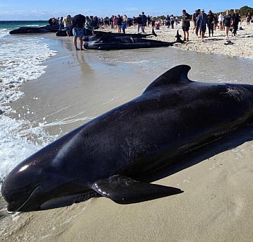 Avustralya'da160 balina karaya vurdu