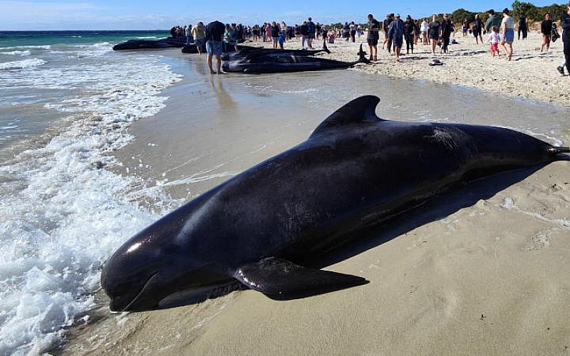 Avustralya'da160 balina karaya vurdu