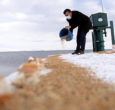 Karla kaplanan Çıldır Gölü çevresinde doğaya yem bırakıldı