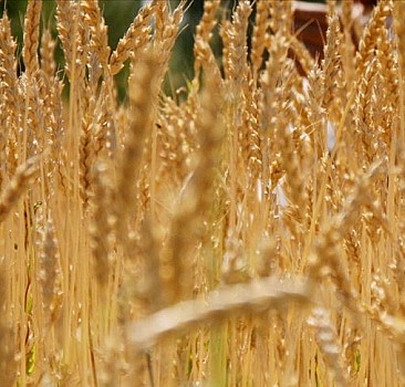 Çiftçilere buğday-arpa primi ödenecek