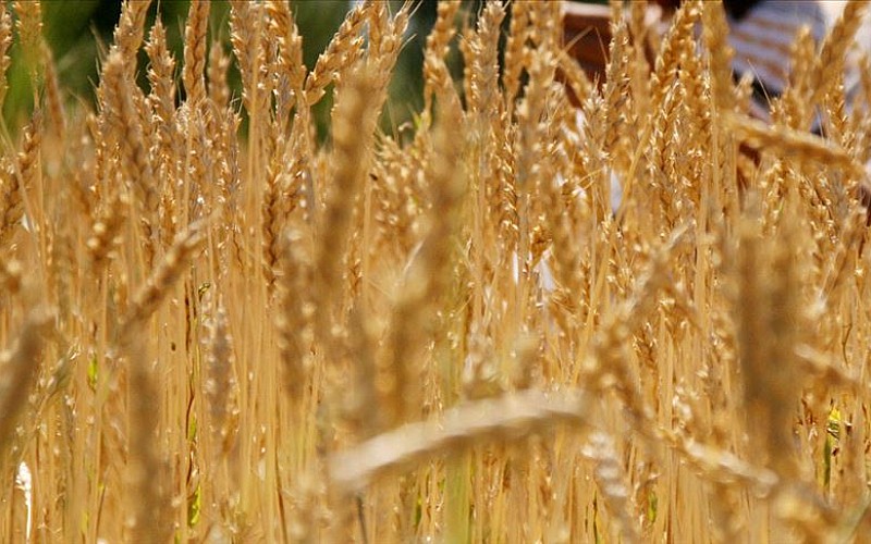 Çiftçilere buğday-arpa primi ödenecek