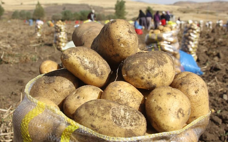 Datça'da turfanda patates hasadına başlandı