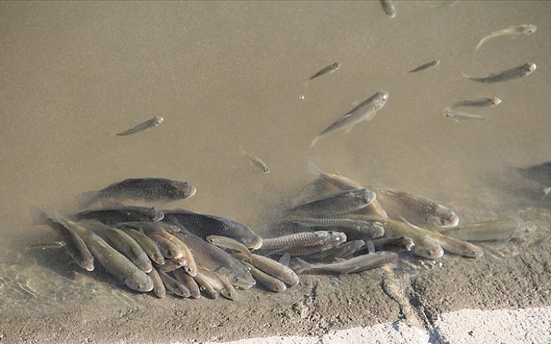 Adana'da çayda balık ölümleri görülmesi üzerine inceleme başlatıldı