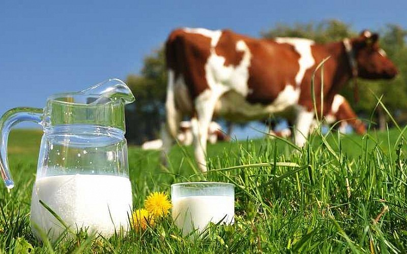 Toplanan inek sütü miktarı martta yıllık yüzde 1,7 artarak 894 bin tona yaklaştı