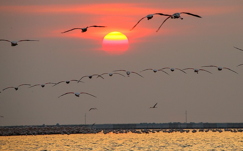 İzmir Kuş Cenneti gün batımında flamingolarla ayrı güzelliğe bürünüyor
