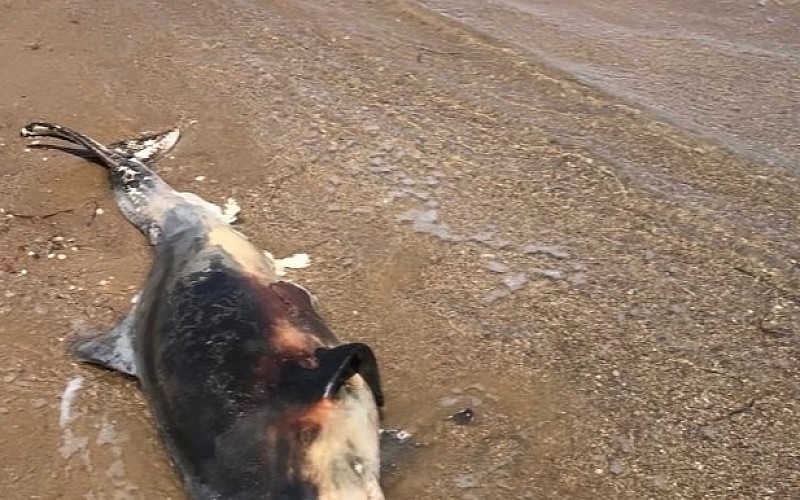 Antalya'da telef olan yunus sahile vurdu