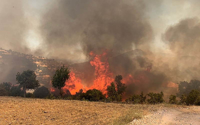 Muğla'nın Kavaklıdere ilçesinde orman yangını çıktı