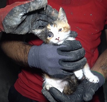 Mersin'de kanalizasyon borusunda sıkışan kedi yavrusunu itfaiye kurtardı