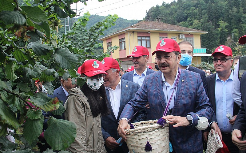 TMO Genel Müdürü Ahmet Güldal Trabzon'da fındık hasat şenliğine katıldı: