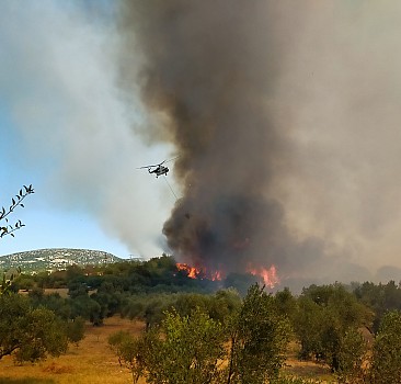 Çanakkale'nin Ezine ilçesinde çıkan orman yangınına müdahale ediliyor