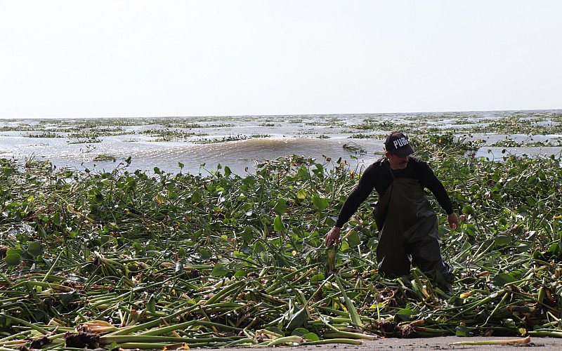 Asi Nehri'nin taşmasıyla Akdeniz'e dökülen su sümbülleri Samandağ sahilini kapladı